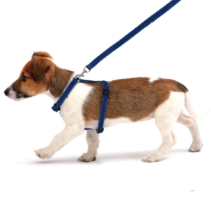 Reflective Dog Lead & Harness