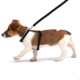 Reflective Dog Lead & Harness